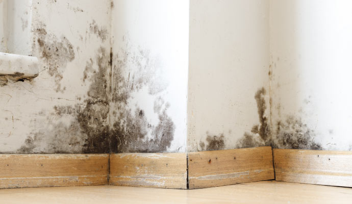 Mold growth on wall