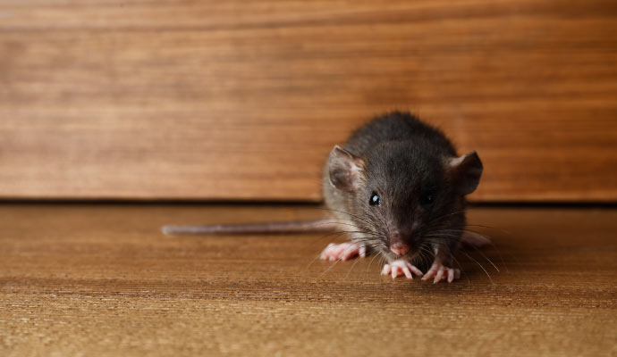 Rodent Waste Cleanup in Riverside & Temecula