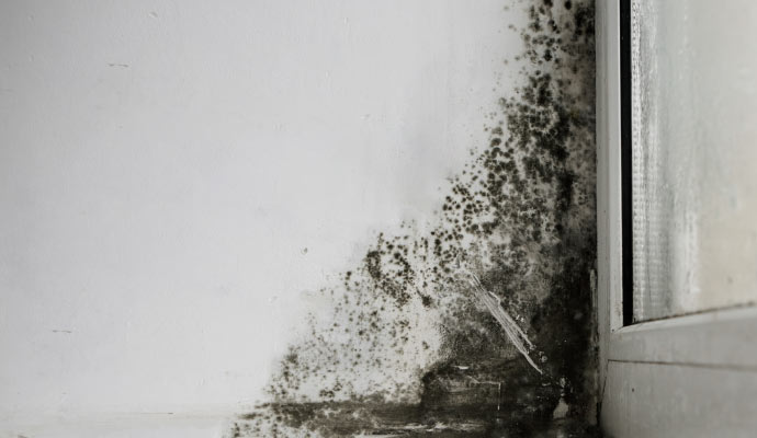 Black mold growth on a wall