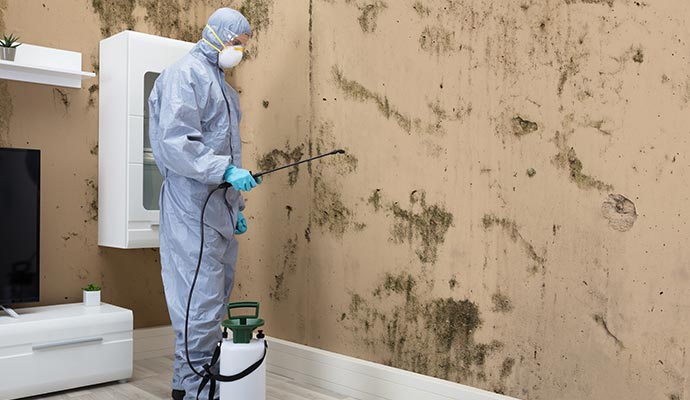 a professional restoring mold damage