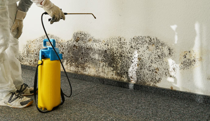 Mold decontamination