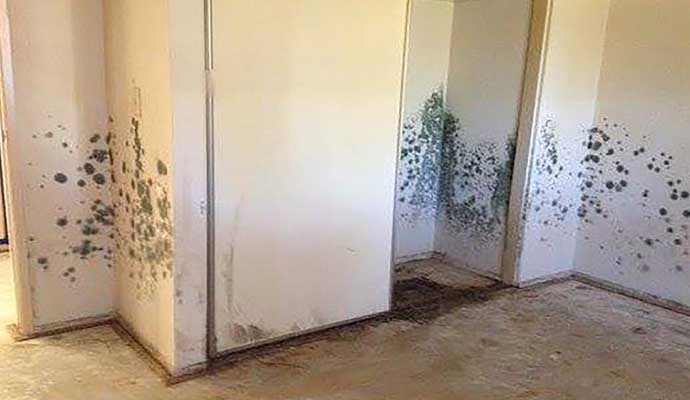 Mold on the wall