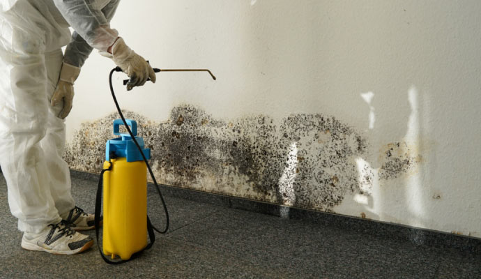 Mold remediation service