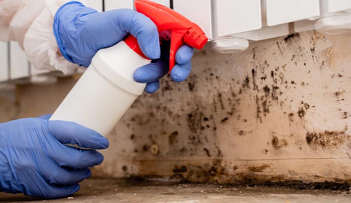 Person cleaning mold from wall with spray bottle