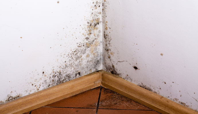 lower corner of an interior room with visible mold growth on the wall