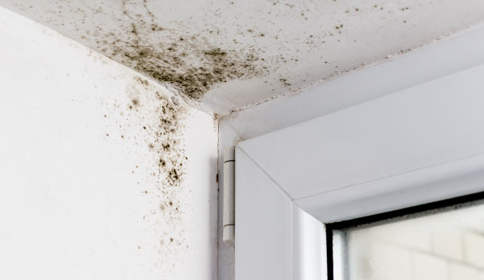 a wall affected by mold