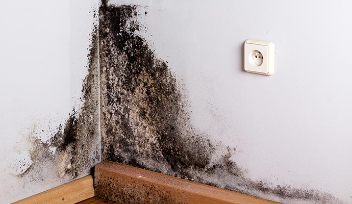 Mold growth on wall