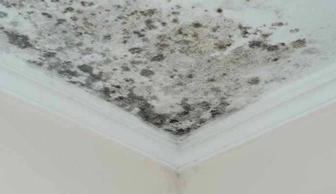 Ceiling Mold Removal in Temecula & Riverside