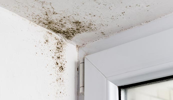 How Fast Does Mold Grow in Your Property?