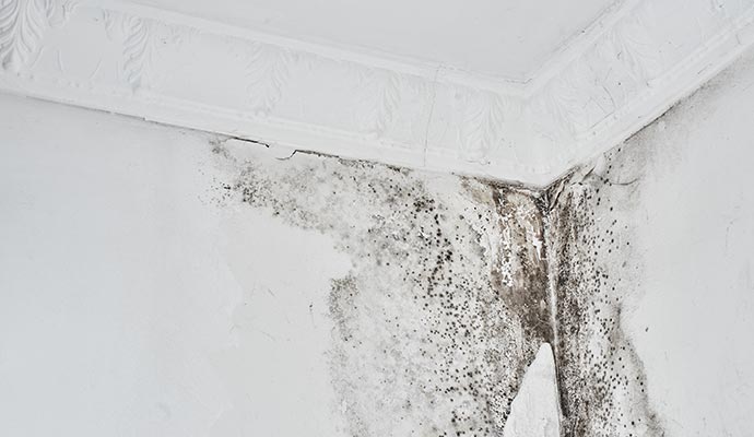 mold growth on the wall