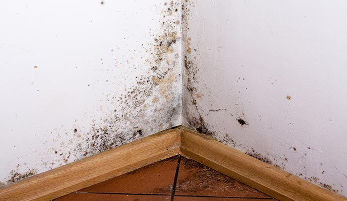 Mold growth in corner with wooden baseboard