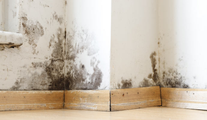 mold growth in the corner of the walls