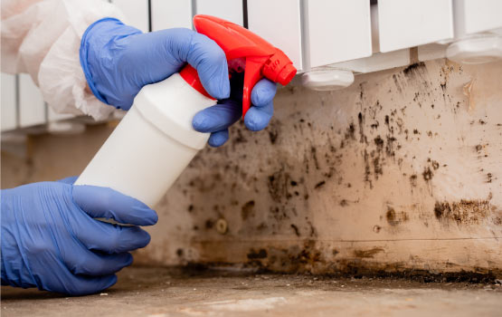 a person removing mold removal service