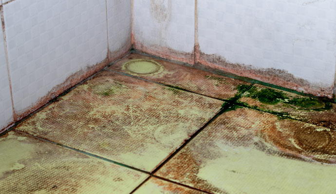 mold growth on tile and grout flooring