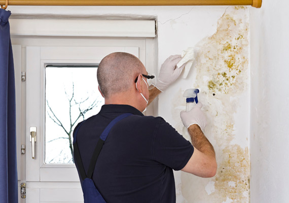 mold-remediation-process